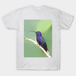 Violet sabrewing hummingbird - Costa Rica T-Shirt